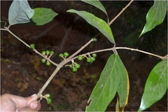 Actinodaphne angustifolia